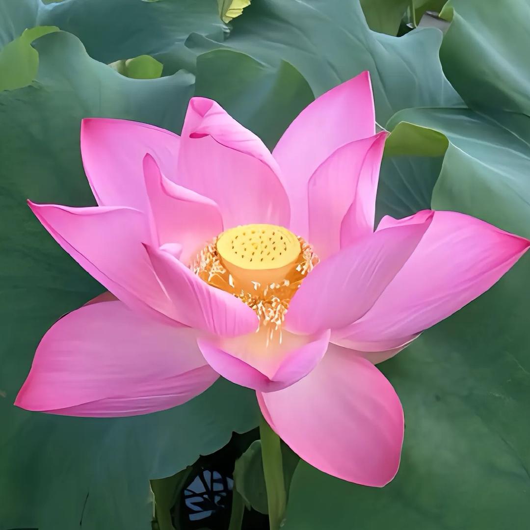 叙说