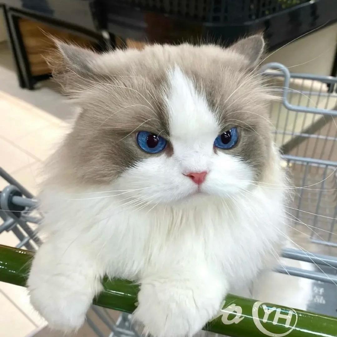 橘