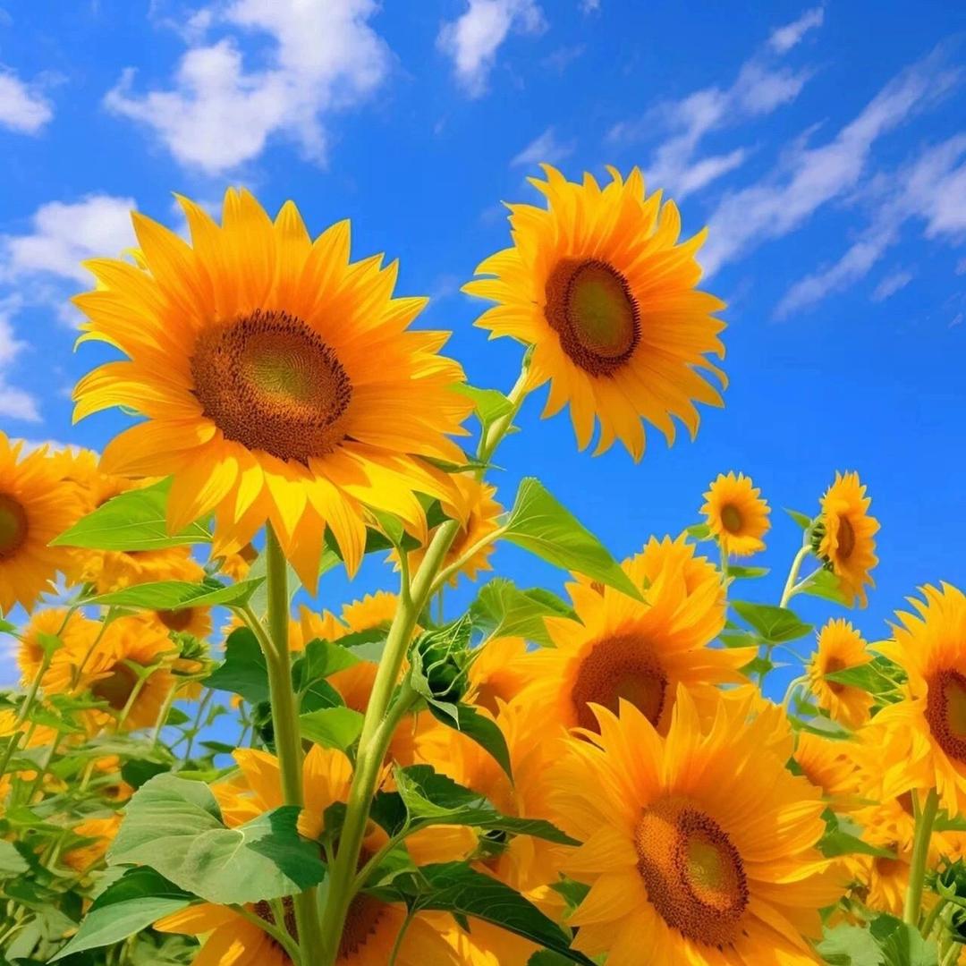 A樊凡广场水果超市