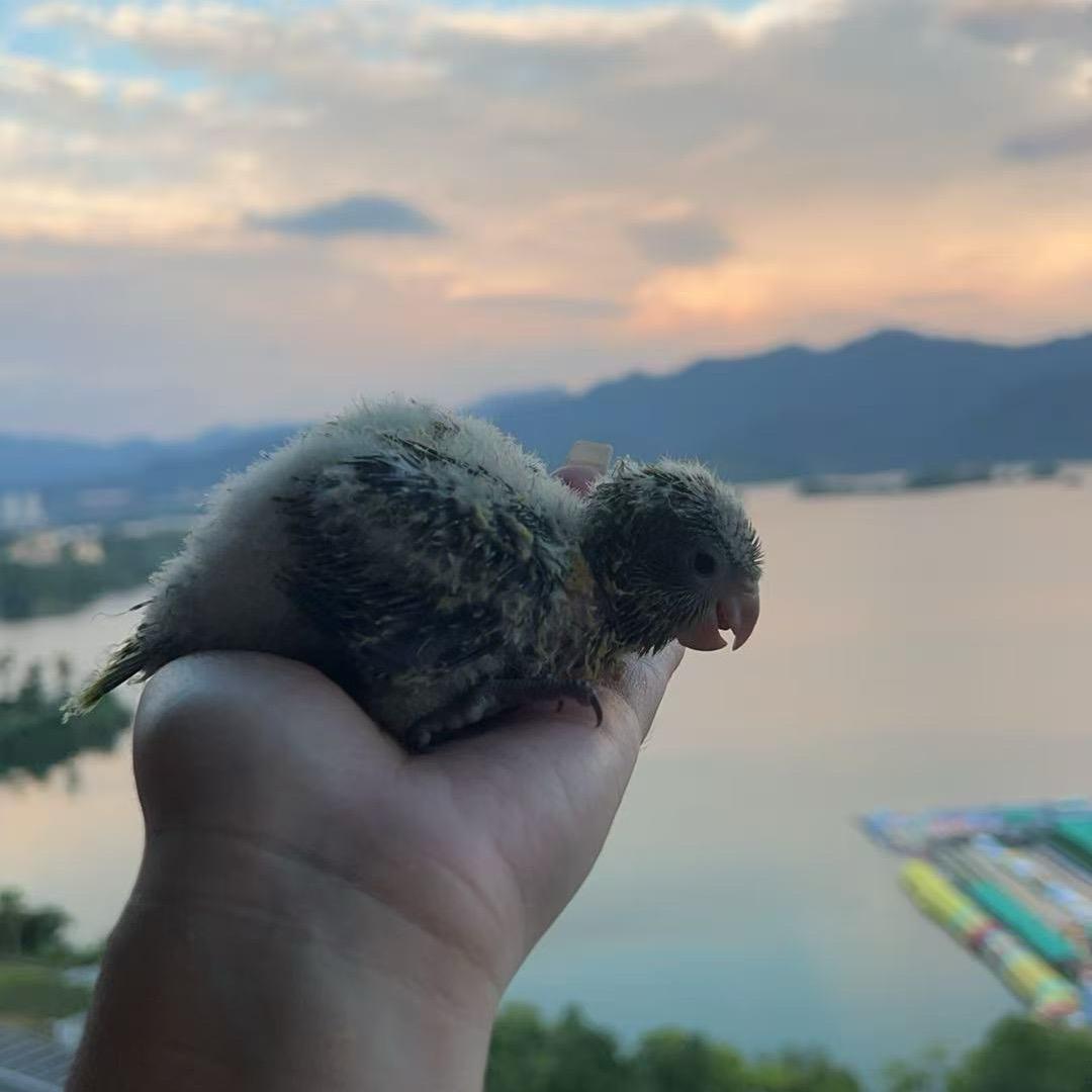 平平无奇de小鸡们🐥