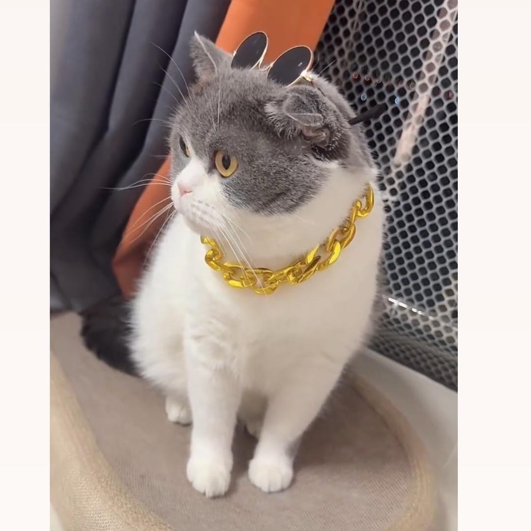 圈圈是猫不是猪