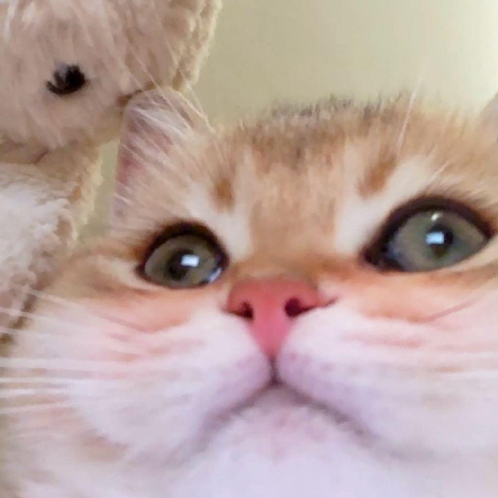 桃子是猫猫