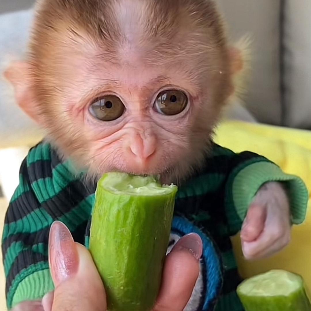 草莓🍓喽🐒