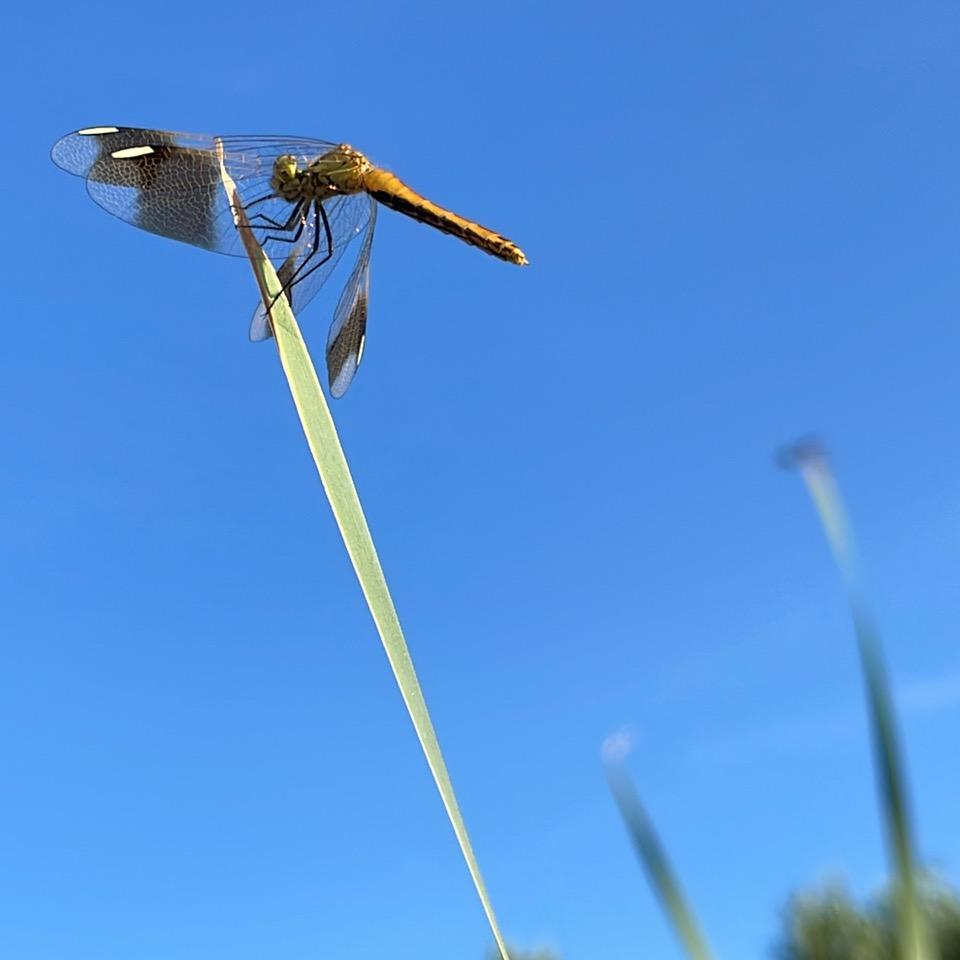 悠然.静