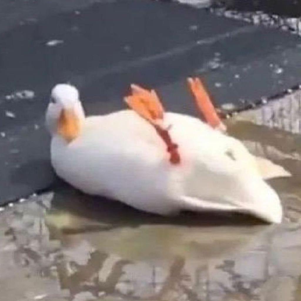 小元