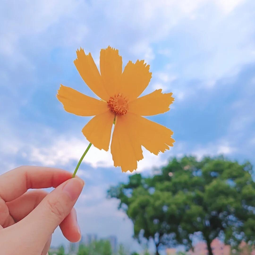 竹蜻蜓