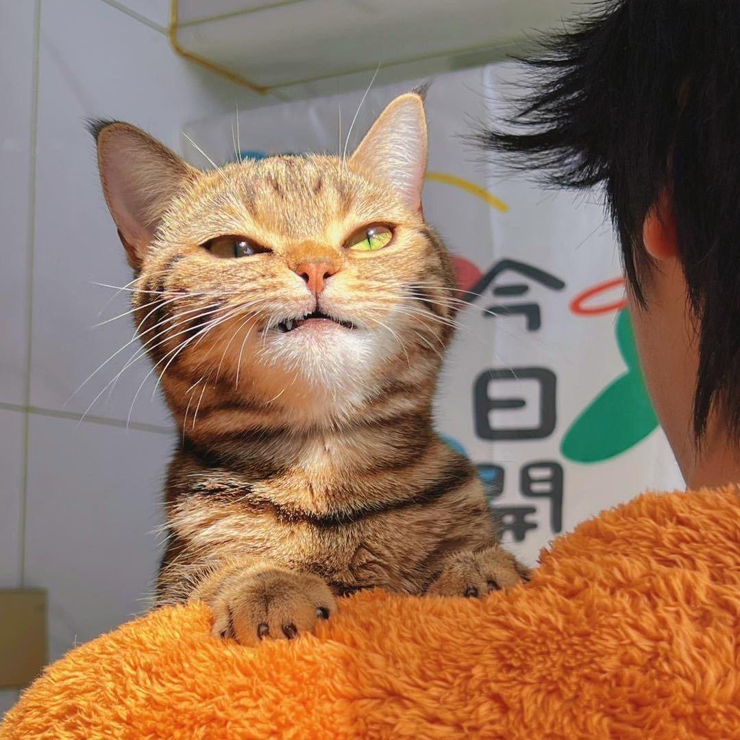 紫梧
