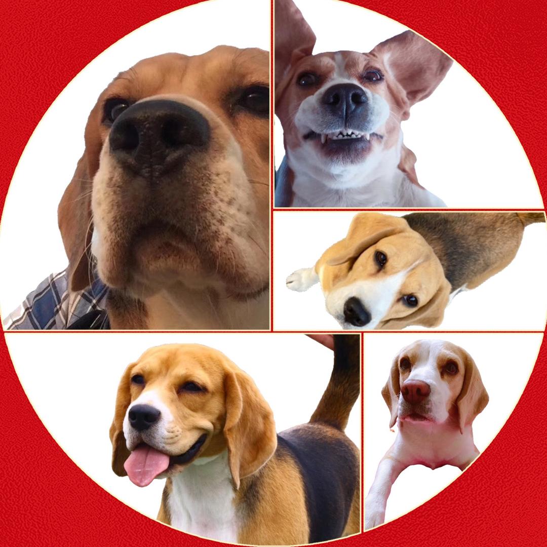 跃博比格犬−十四哥