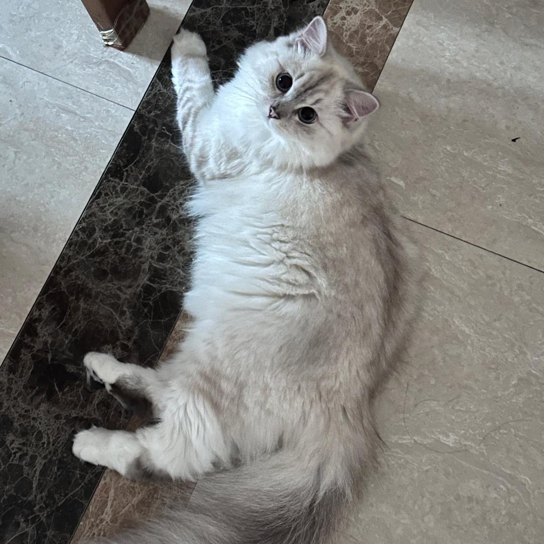 桃