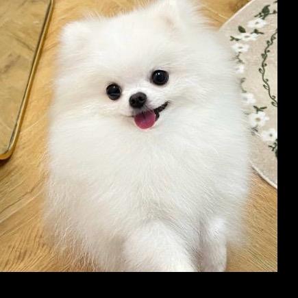 萌犬小跟班