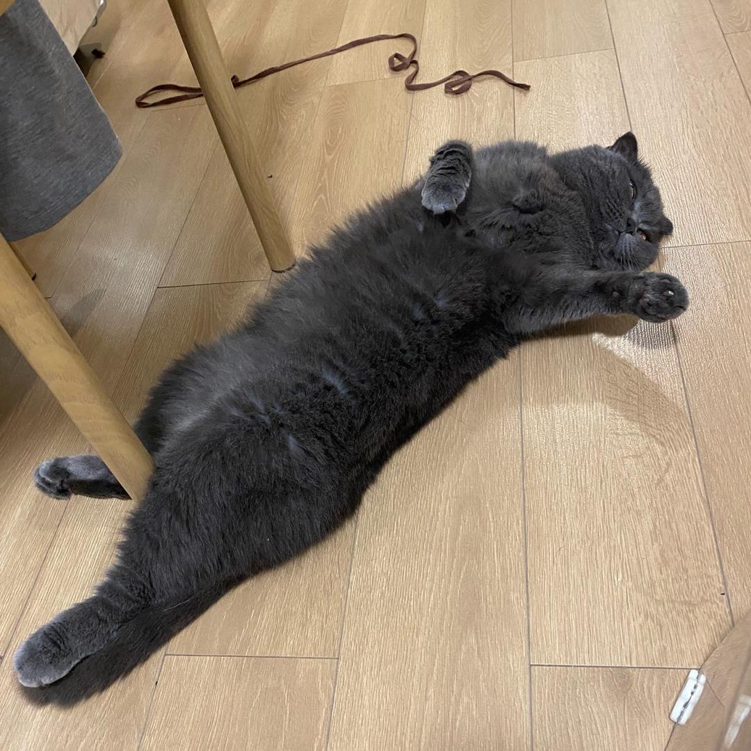小乖乖猪猪