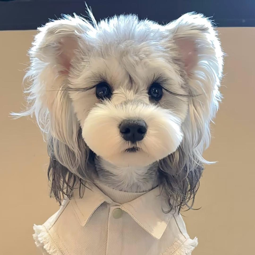 宠它家的雪纳瑞