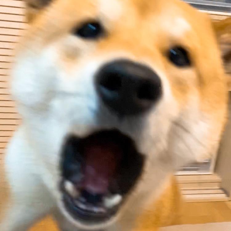 柴犬大黄Vlog