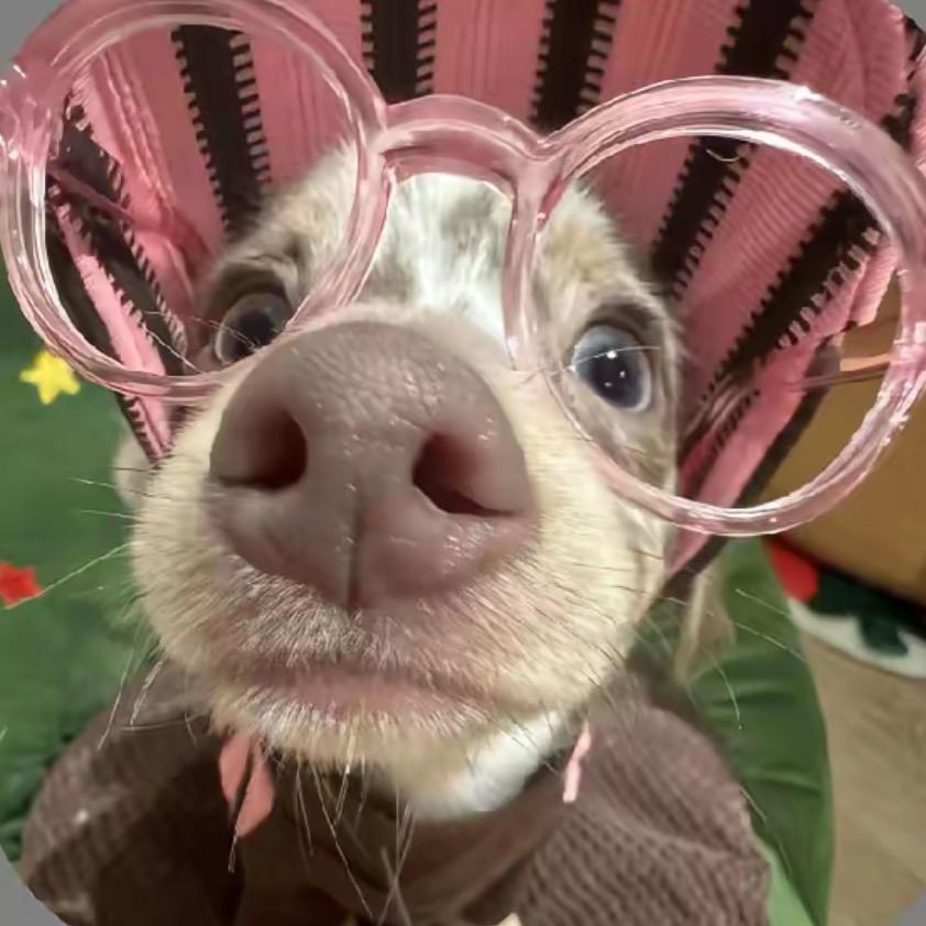 小猪小猪