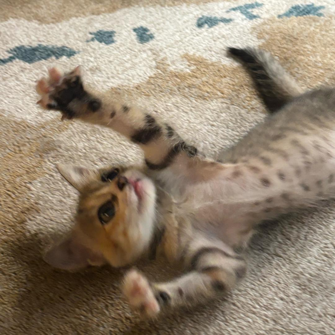 三角小糖丸（接妆版）