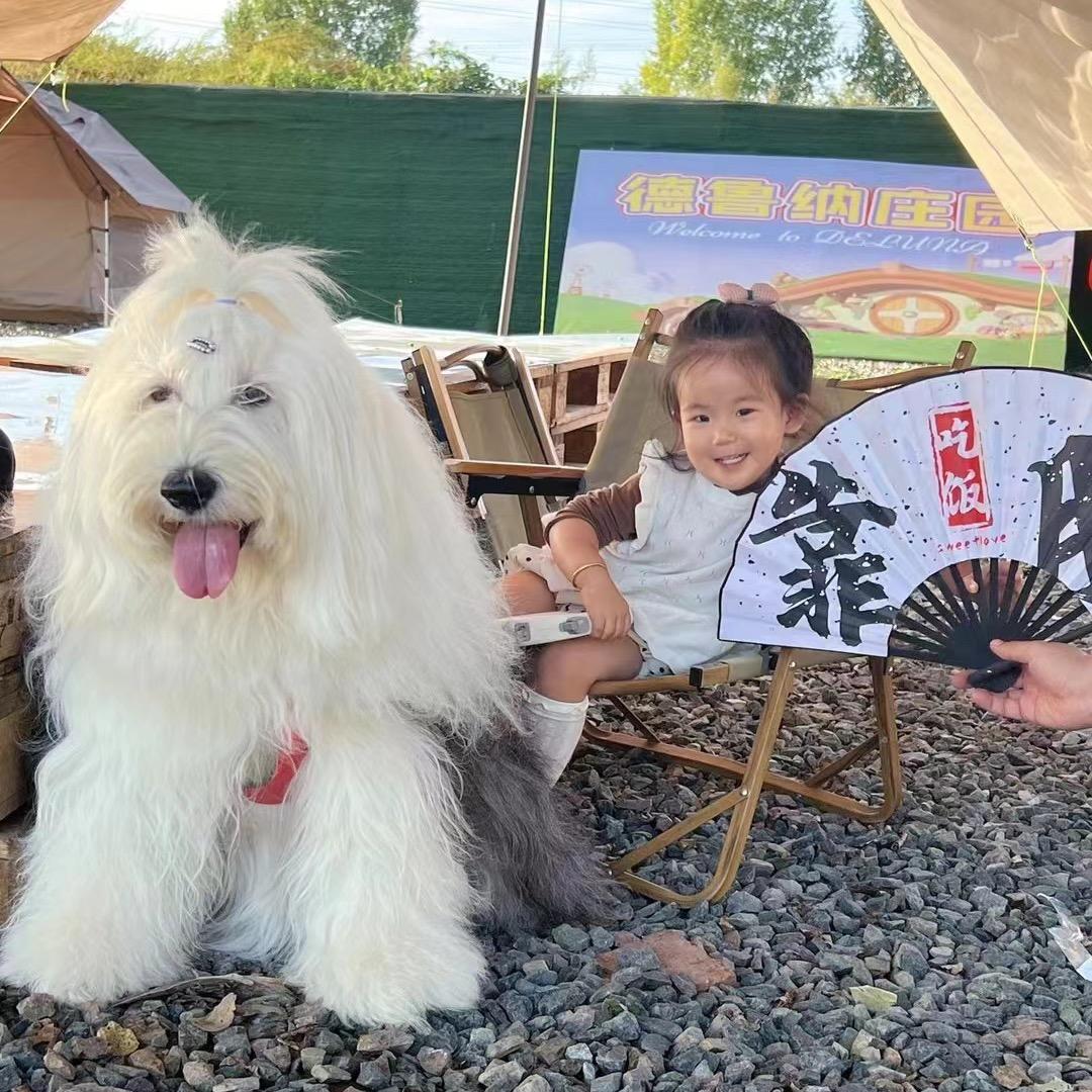 麦麦🏠安哥拉兔【优优七夕也在】