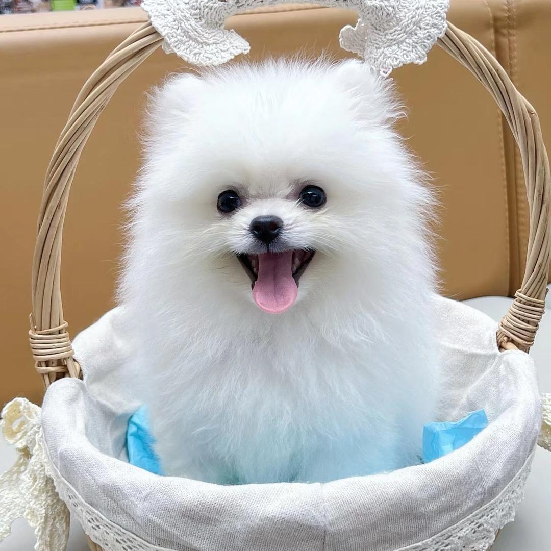 糯米团子博美