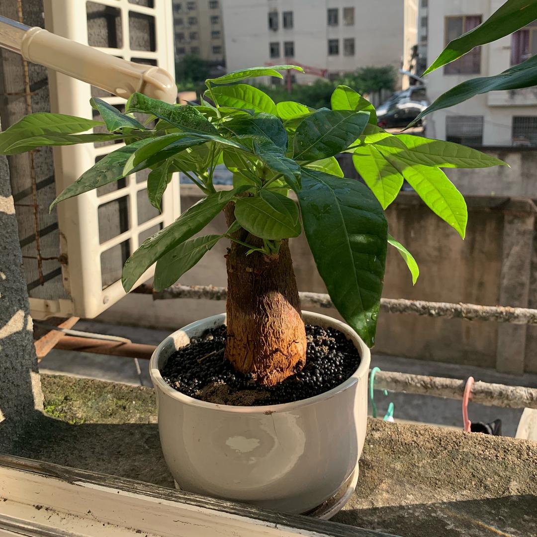 只求一心一意对待。