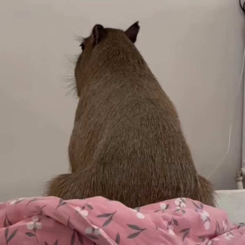 荷圆猪