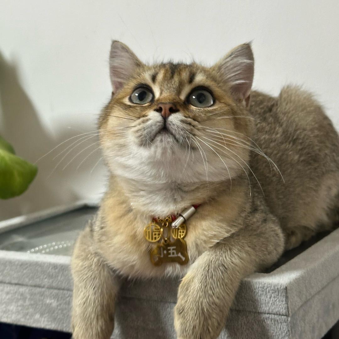 日记