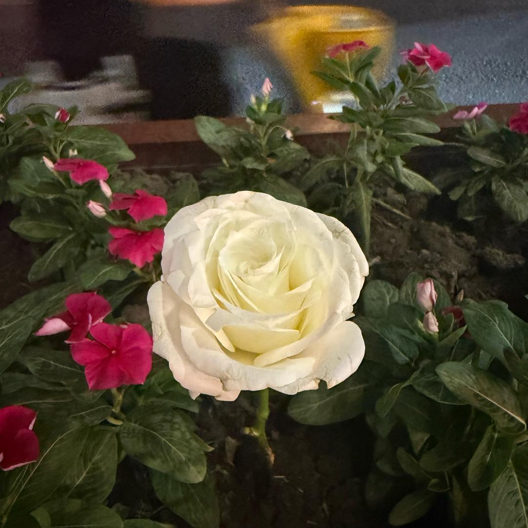 花开富贵的小池