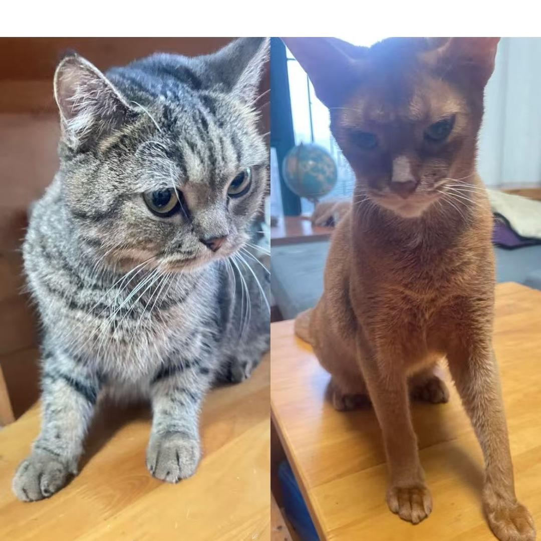 两只小坏猫