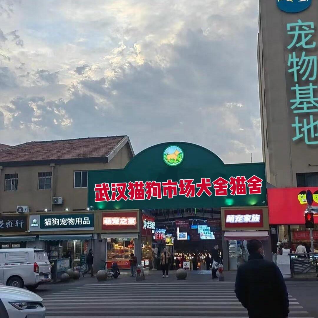 武汉大型宠物猫狗市场猫狗基地