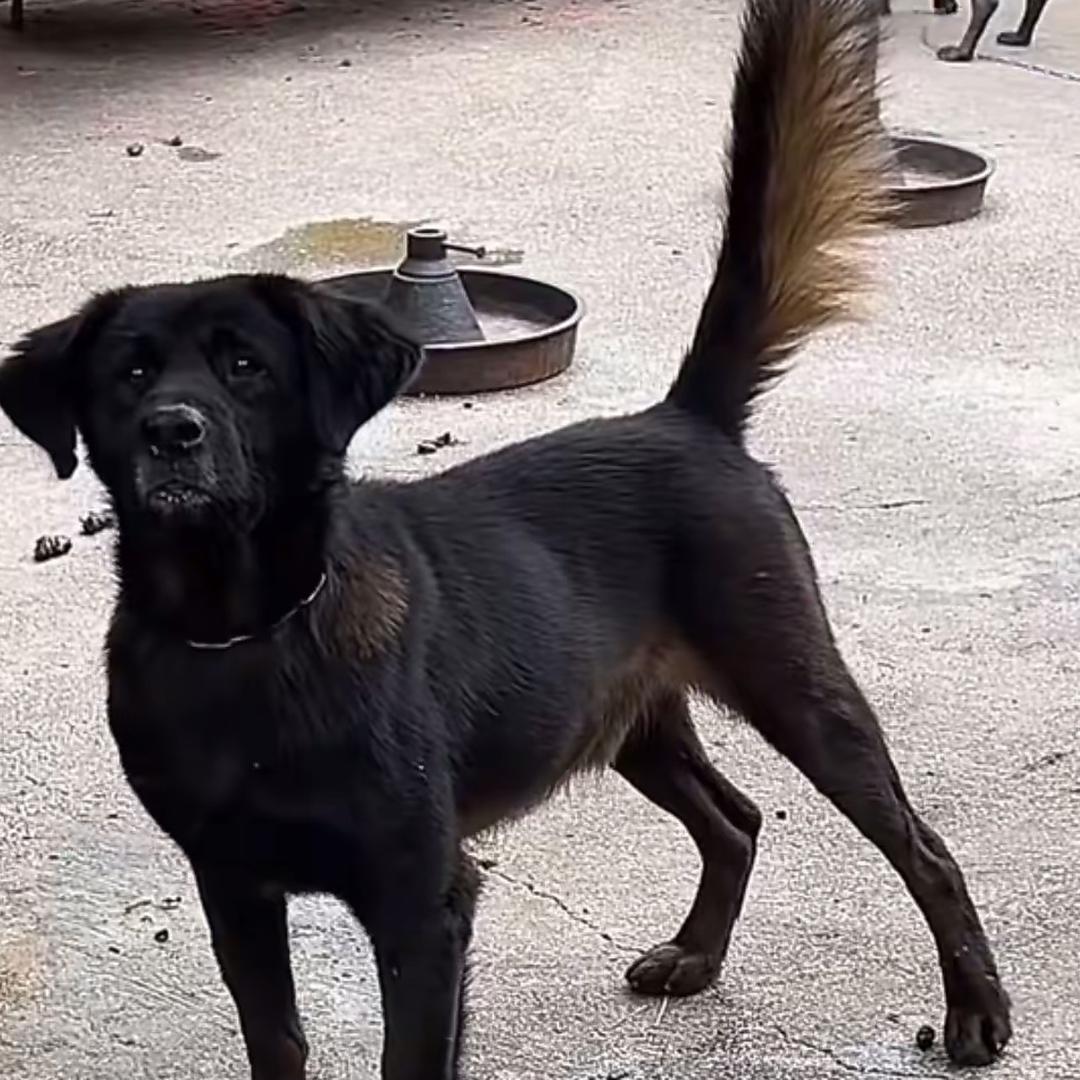冕宁县飞腾凉山犬养殖专业合作社