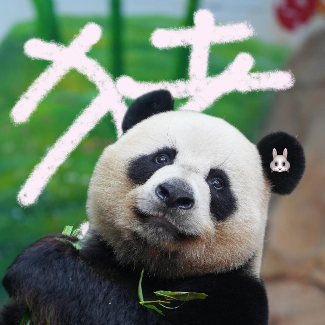 🥕兔兔的帅帅🐼
