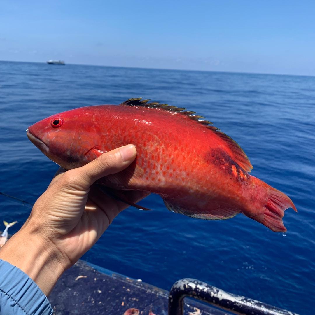 清兵助理（渔民道🎣）