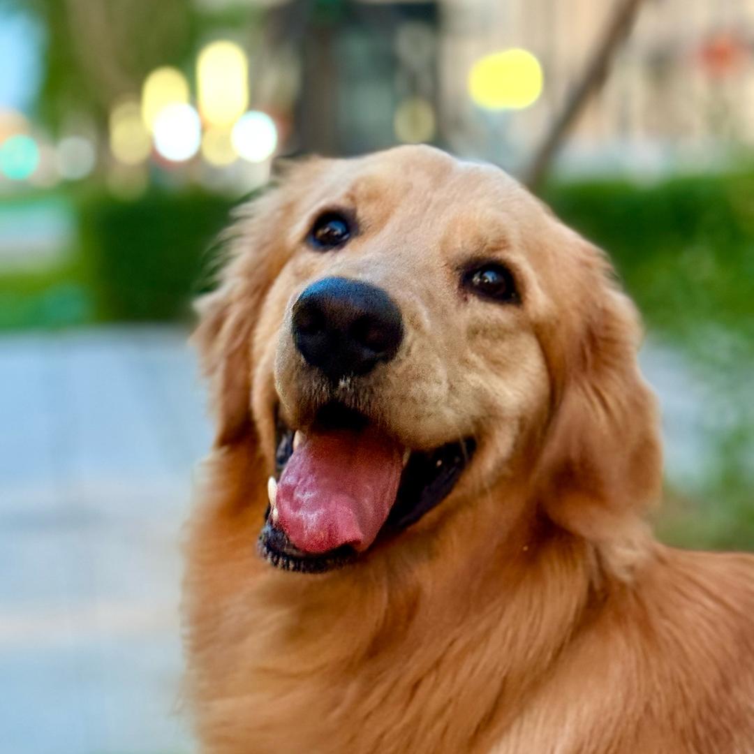 爱吃迷你花卷的小番茄