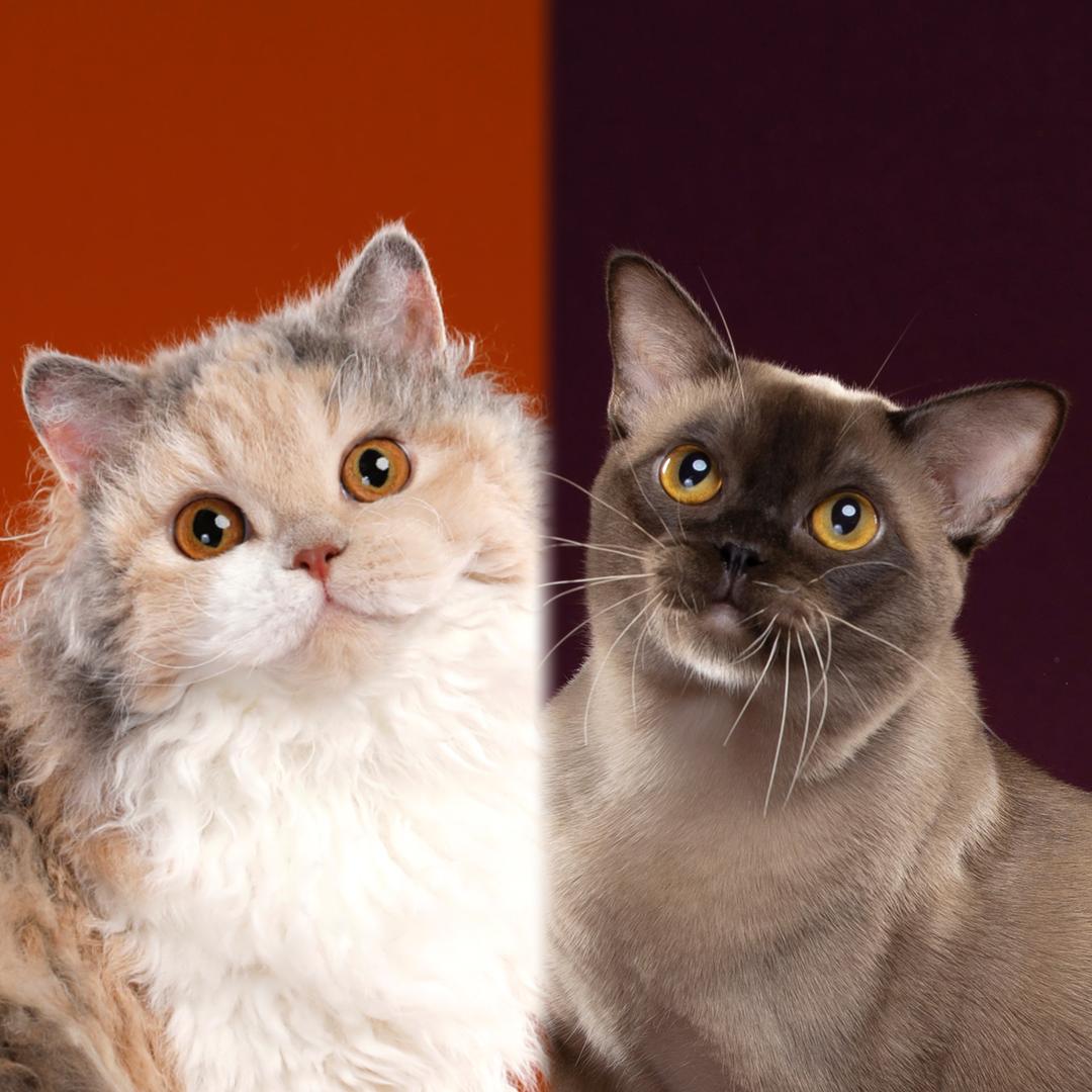 Wily的塞凯和缅甸