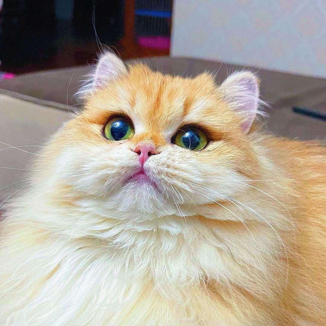 MengDou金渐层猫舍