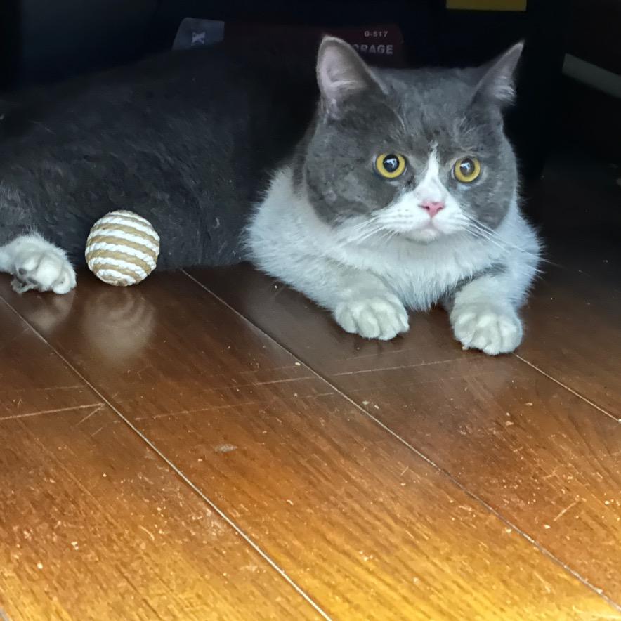 Gia