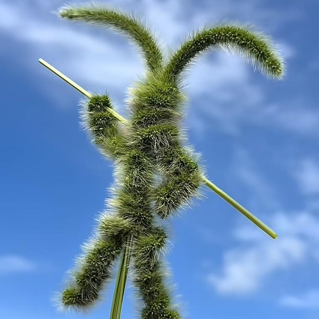 最后的轻语