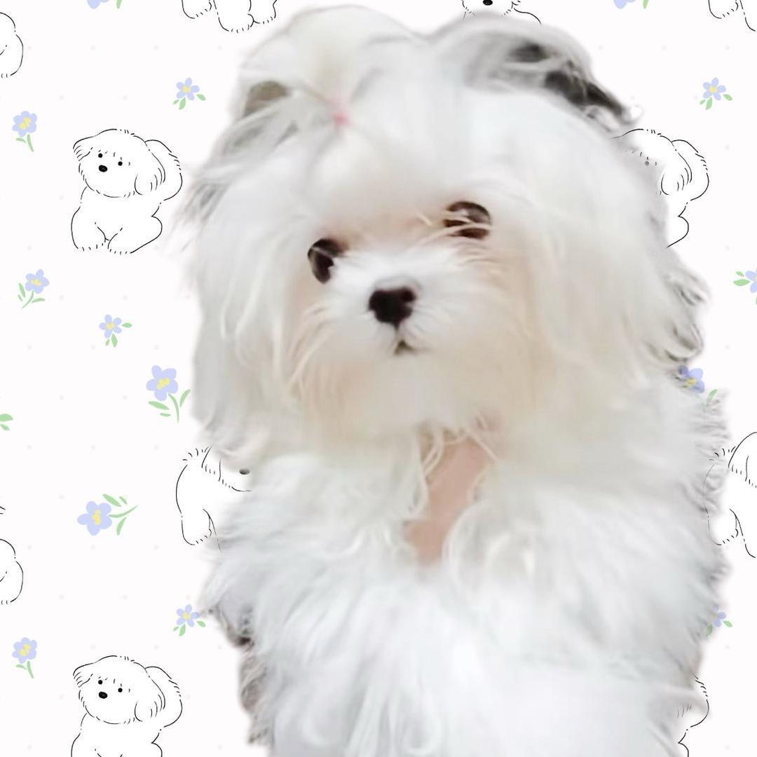 如意犬舍