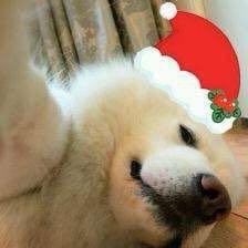 🌈小山坡🐶