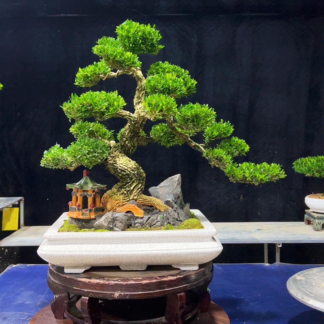 凤姐雀舌黄杨园艺