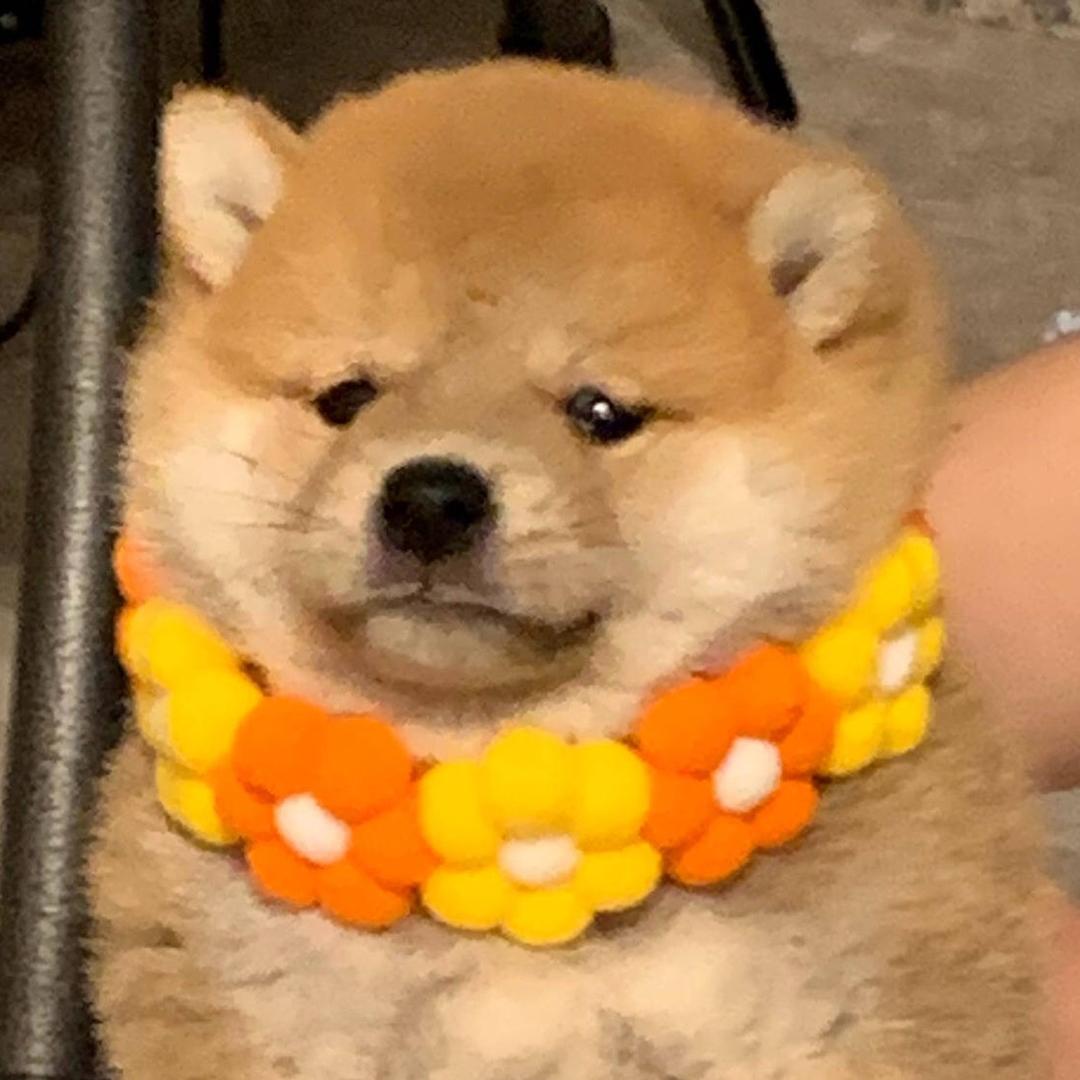 fyhojitsfcrhn头像