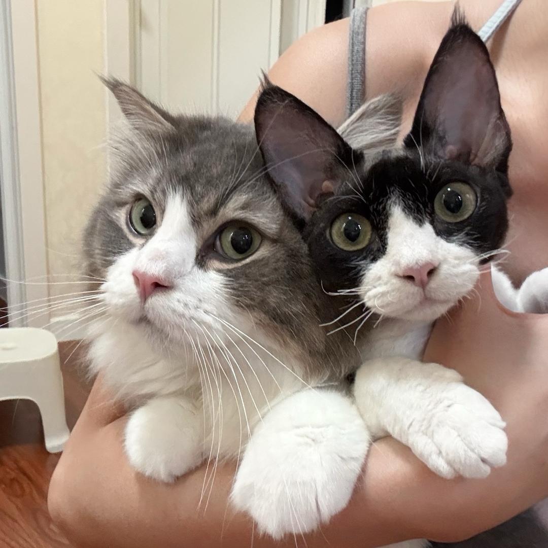 七颗靓云吞🐾