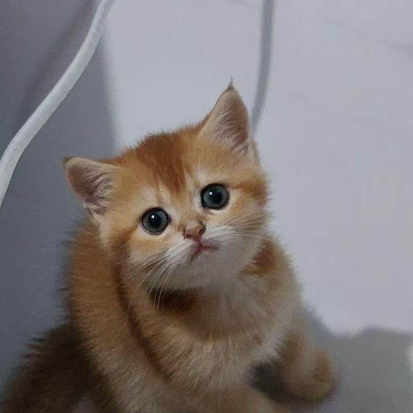 山水岩宠物用品