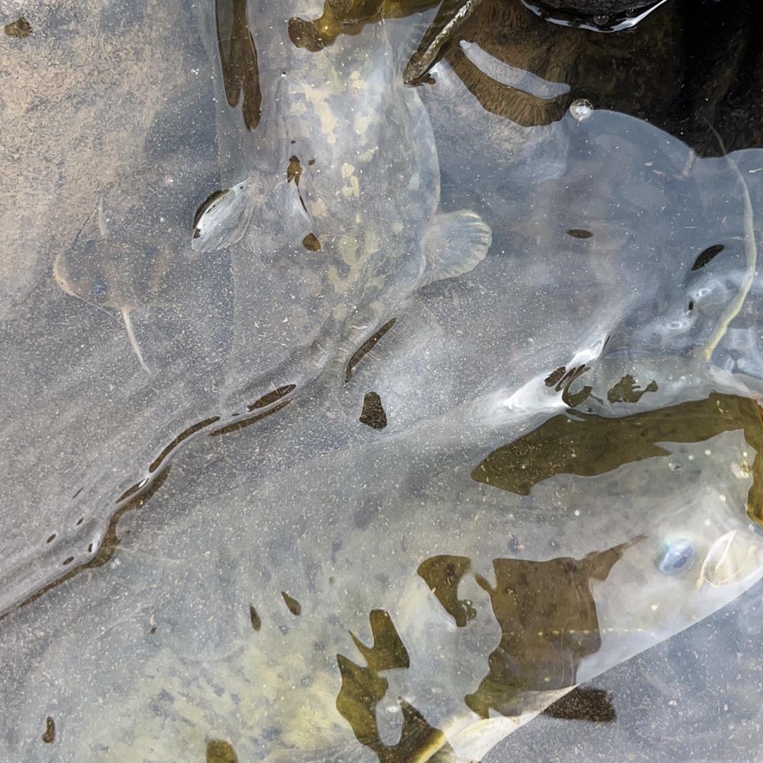 এ᭄廖₅₂₀吴ོꦿృ༊