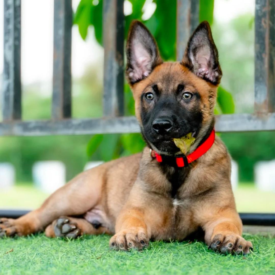 中华田园犬。