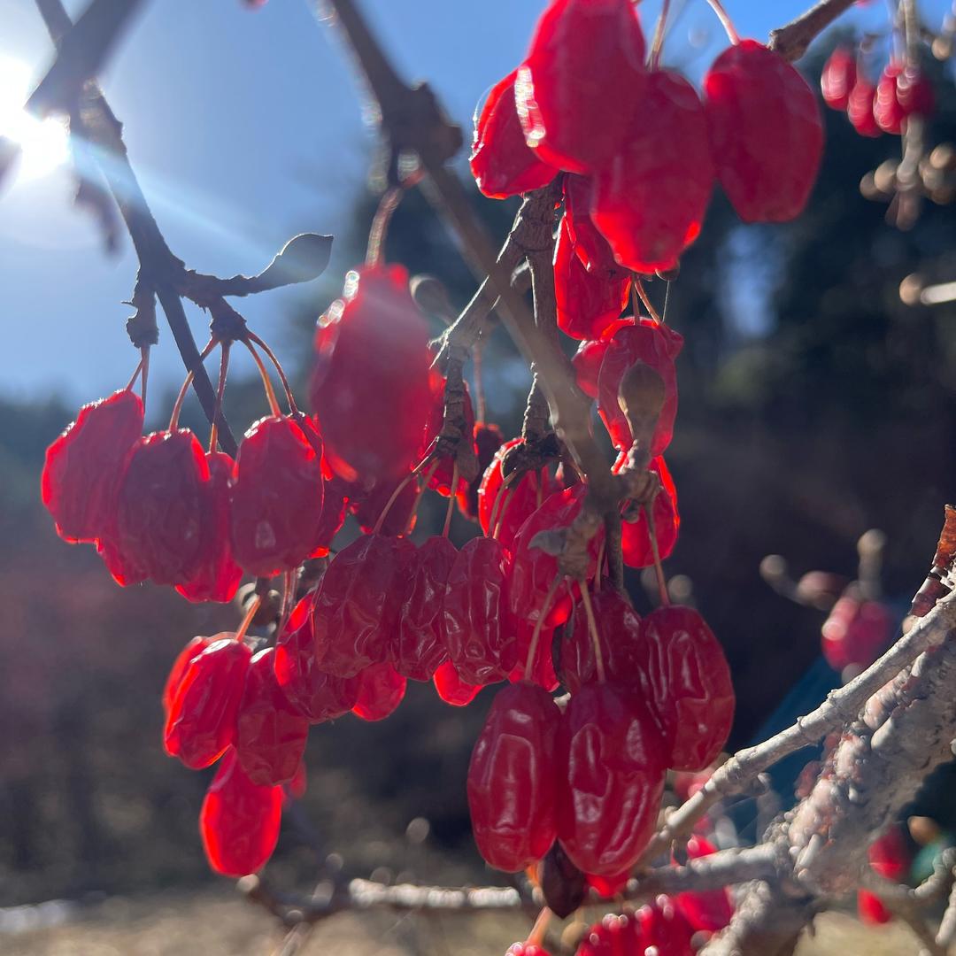 南山拜石《陇驰漫山货》