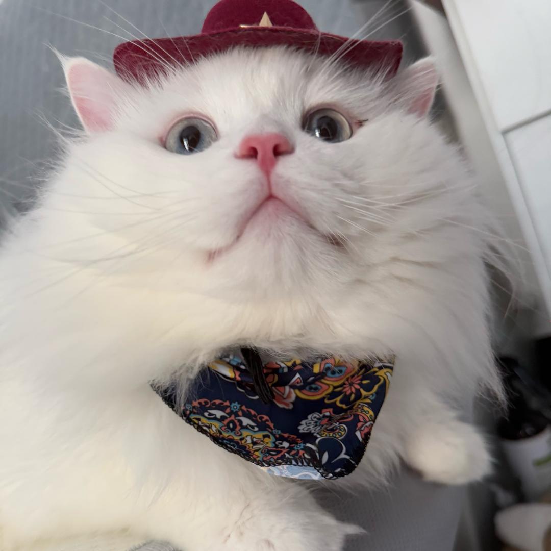 好好好