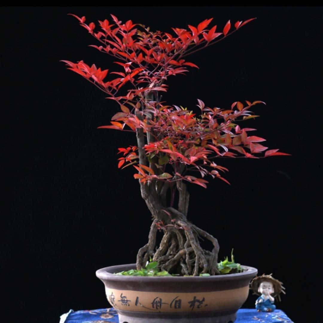 花妃梦花卉园艺