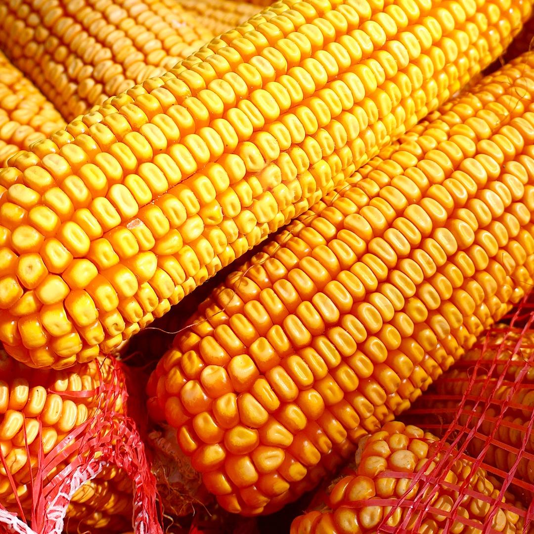 高产种子企业店