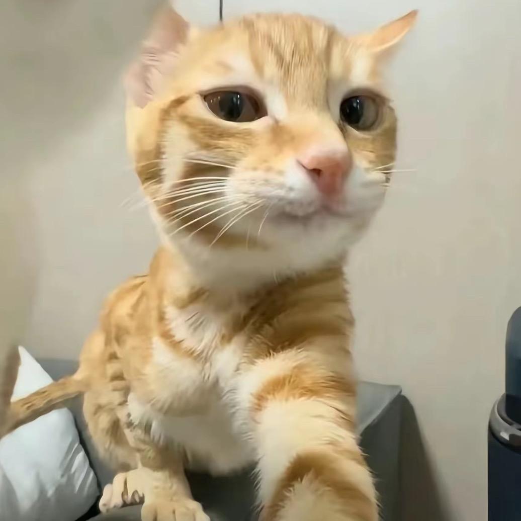 别摸坦克的天菩萨