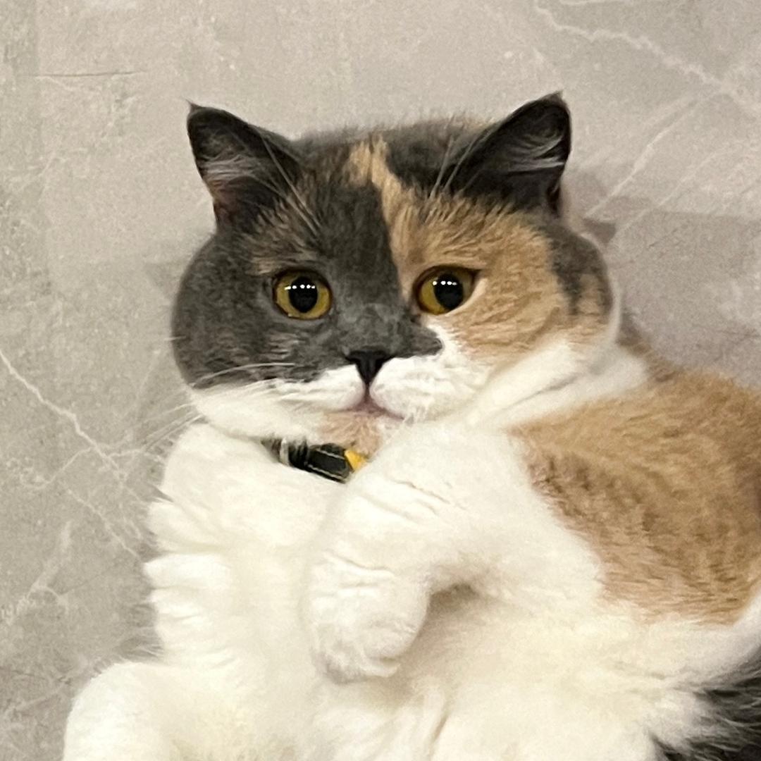 海苔肉松小贝🌙