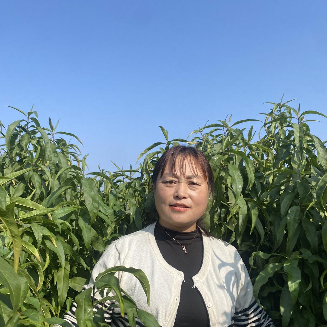 蒙阴裕果苗木老板娘英子